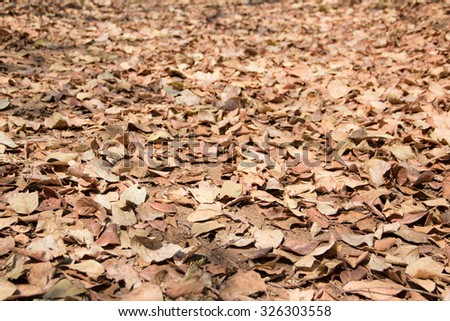 Dry Leaves\
Beautiful light of morning under this dry leaf.