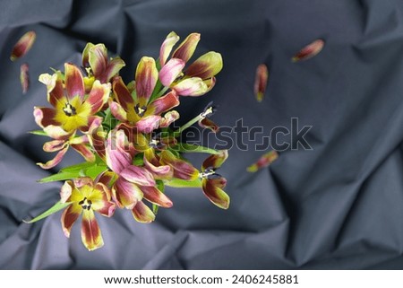 Foto Bild Alte verwelkte gelbe Tulpe auf dunklem Hintergrund