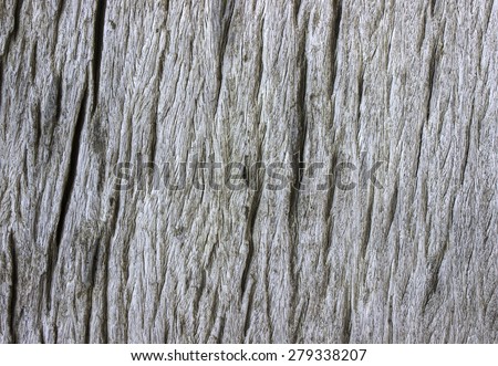 Texture Of Bark Wood