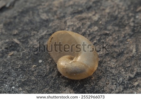 Similar – Image, Stock Photo small snail shell sticks to plant stem