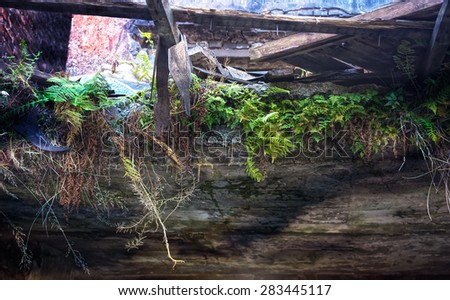 Ruins of shabby building covered by vegetation. Lighting effects make image more attractive.