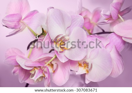 Beautiful background of raceme of light pink orchid flowers. It is a good example how perfectly orchid can flowering. Phalaenopsis orchid flower is like a tropical butterfly.
