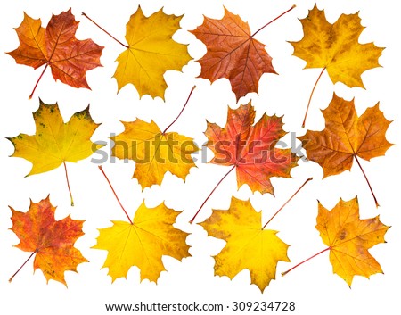 Set of isolated multicolored maple leaves on white background.