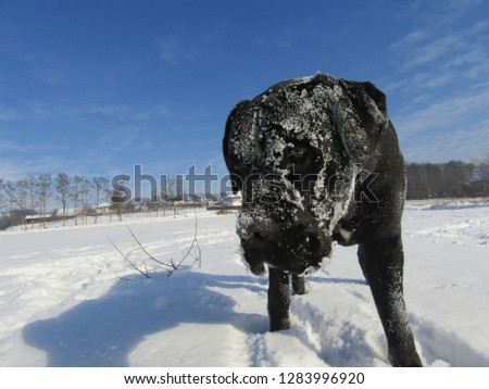 Cane Corso Dog In Winter Images And Stock Photos Page 6