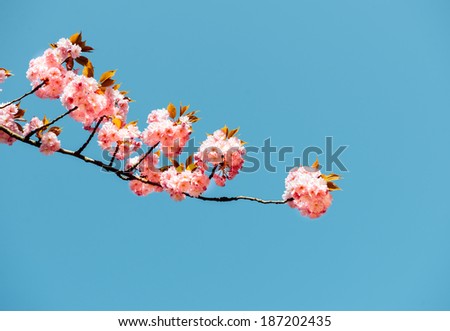 Beautiful flowering sakura - Japanese cherry on a blue clear sky background on a spring day