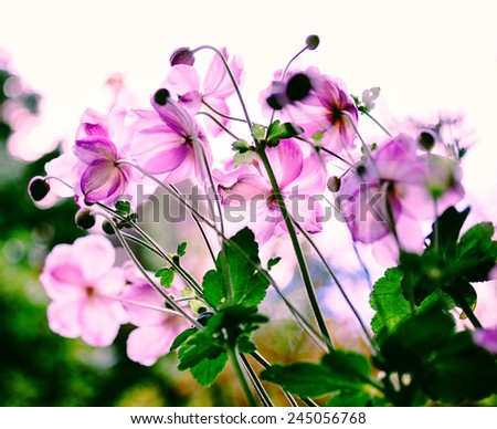 Cosmos flowers in the morning in pure garden. Beautiful bokeh thanks to tilt-shift lens used to accent the pink flowers and to emphasize the attention on them