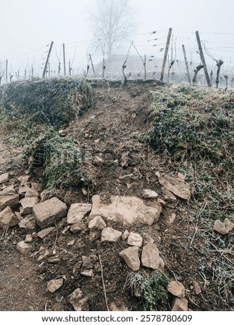 Similar – Image, Stock Photo lonely tree in Vine growing landscape in Andalusia