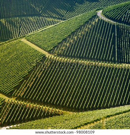 High angle view of a vineyard. Square shape - useful file for your brochure about your wine business, agriculture, agrotourism  and everything related to.