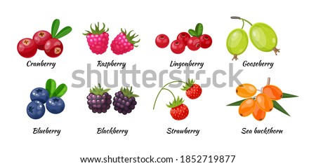 Forest berry and fruit plant. Juicy fresh berries cranberry, raspberry, gooseberry, lingonberry, blueberry, blackberry, strawberry, sea buckthorn cartoon vector