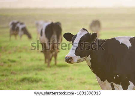 Holstein cow. Cows at sunset. Happy single cow on a meadow during sunny day
