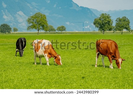 Similar – Image, Stock Photo Cow grazing on the grass