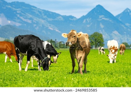 Similar – Foto Bild Grüne Felder in den Schweizer Alpen im Sommer auf dem Plateau der Schynige Platte