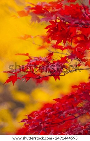 Similar – Image, Stock Photo Autumn foliage on light background