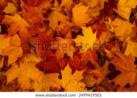 Similar – Image, Stock Photo Autumnal trees at a small lake are reflected in the water. Falling leaves of different colours lie under the trees and in the water