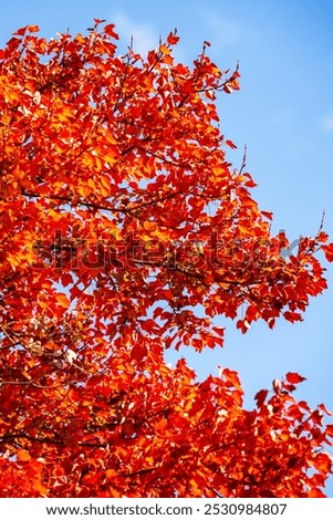 Similar – Image, Stock Photo autumn foliage