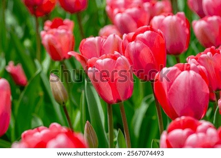 Similar – Image, Stock Photo tulips Tulip blossom