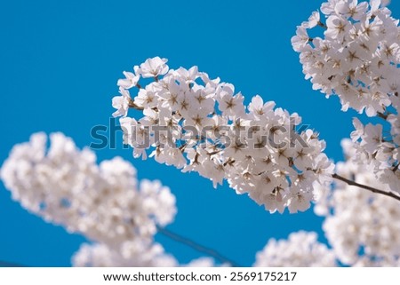 Similar – Image, Stock Photo Cherry blossom against blurred background