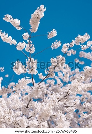 Similar – Image, Stock Photo Cherry blossom against blurred background