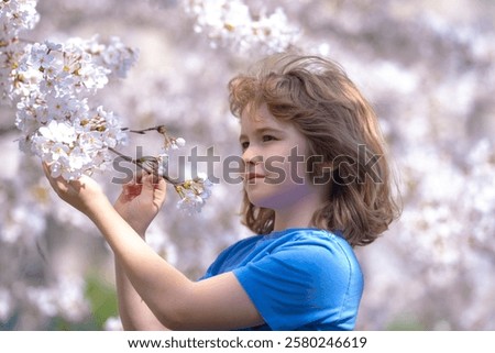 Image, Stock Photo Easter walk under blooming mirabelle plum blossoms