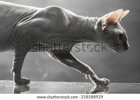 Sphinx canadian cat on reflective surface on the gray background