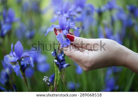 Well-groomed female hand with red nails touching one of many tender blue violet iris flower growing in the field on natural background, horizontal picture
