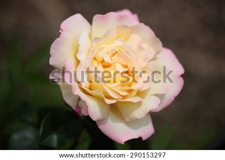 Tender light yellow white pink rose with soft petals on blur natural background closeup, horizontal picture