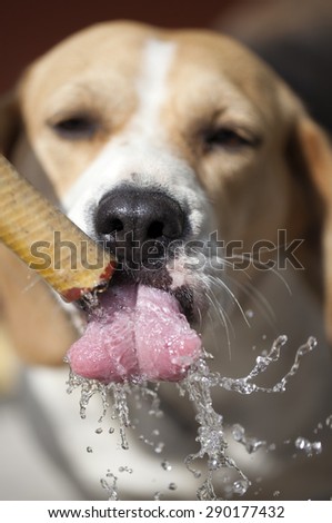Attractive pure-bred white and brown dog drinking water from hose closeup, vertical picture
