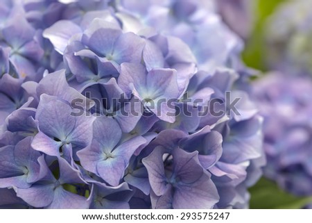 Tender blue Hydrangea flowers in a garden closeup