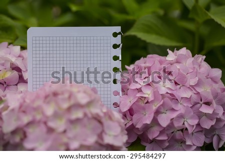 Blank paper piece from notepad in hydrangea flowers
