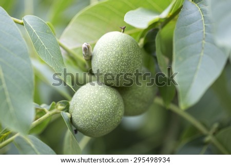 Green walnuts keep up on a tree closeup
