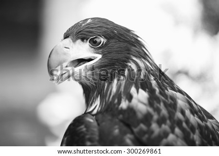 Profile of grand wild beautiful animal bird class of eagle with feathers and curved beak sitting and watching outdoor on blur background black and white, horizontal picture