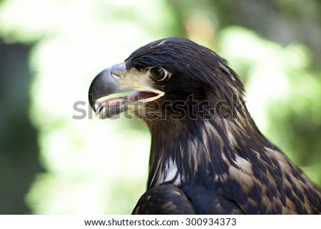 Profile of majestic wild predatory animal bird class of eagle with brown feathers and yellow curved beak sitting and watching outdoor on blur background, horizontal picture