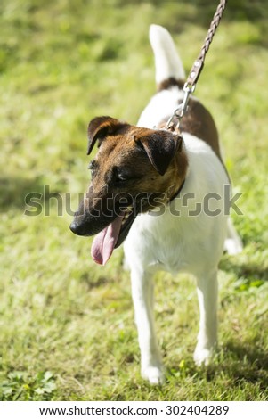 Full height view of pretty small pedigree fox terrier or jack russel young pet dog white and brown on collar standing on green grass sunny day on natural background, vertical picture