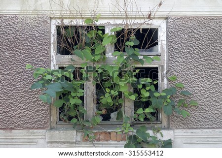 Closeup of destroyed old run-down deserted empty house facade with grey textured wall and wild green plant growing through window without glass, horizontal picture