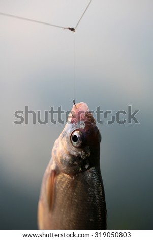 Closeup catch of one river or lake little fish hanging on sharp fish-hook on lip with maggot sunny day outdoor on water background, vertical picture