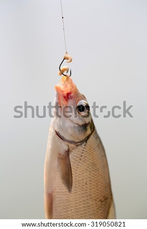 Closeup catch of one river or lake little fish hanging on sharp fish-hook on lip with maggot sunny day outdoor on water background, vertical picture