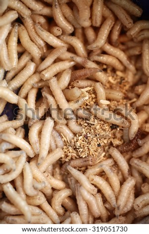 Closeup background of many little crawling white live ugly maggots for feeding and catching fish as natural lure