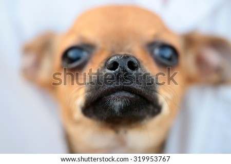 Closeup view of cute beautiful little dog smallest breed in world of mexican origin chihuahua or toy-terrier brown color with black nose and whiskers in front on blur background, horizontal picture