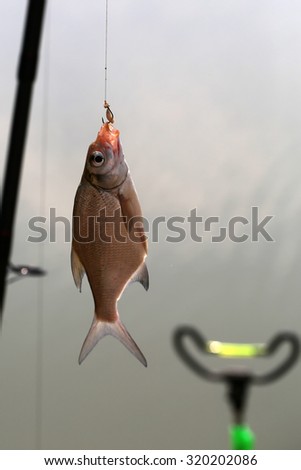 Full length closeup catch of one river or lake little fish hanging on sharp fish-hook on lip with maggot sunny day outdoor on water background, vertical picture
