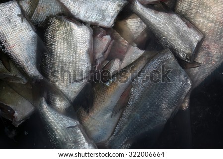 Closeup view of many fresh alive or dead silver color wet fish catch without heads lying close to each other in heap, horizontal picture