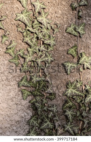 Similar – Image, Stock Photo The plane tree creeped a little in front of the dark clouds.