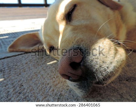 Adult golden retriever dog tired from the heat and hides in the shade under the bench on a sunny summer day.