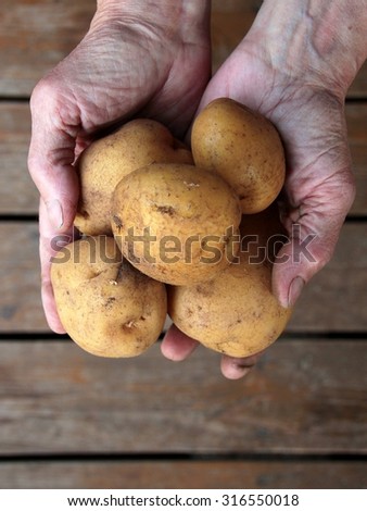 Handful of potatoes in the wrinkled hands of an elderly person. Dark brown wooden boards of a floor on background.