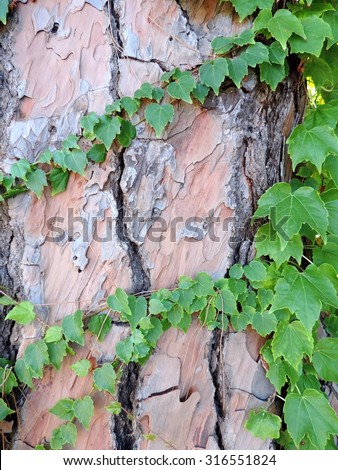 The branches of the young green ivy entwine big brown trunk of an old pine tree.