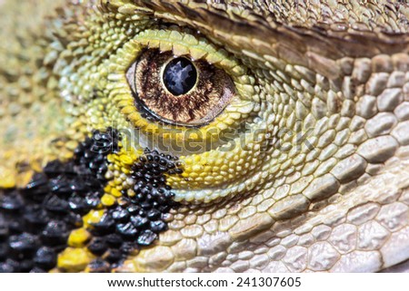 A closeup of a lizard\'s eye.
