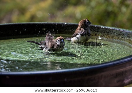 Two Double Bar Finches enjoy a splash in green bird bath in the sun with plants in the background.