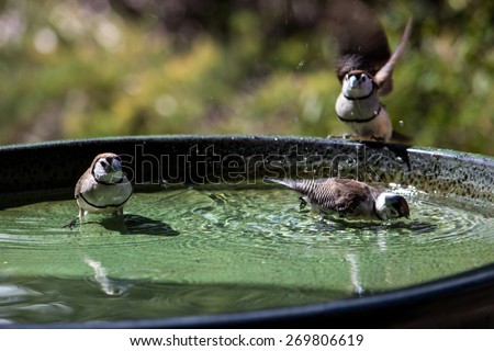 Three Double Bar Finches enjoy a splash in green bird bath in the sun with plants in the background.