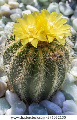 Yellow Cactus Flower showing the yellow flower in full bloom planted in a bed of pebbles.