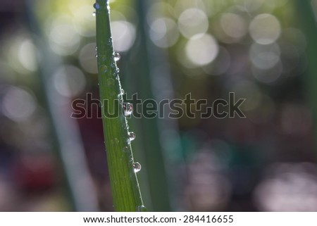 The green leaf of a spring onion or shallot with morning dew drops on it lit up by the sunlight.