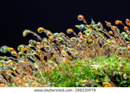 Lush, green moss with green and red seed or flower spikes coming out of it reaching upwards and covered in water droplets. With a black background.